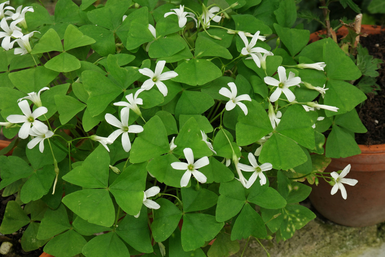 Oxalis regnellii bulbs tubers GREEN SHAMROCK Wood Sorrel Good Luck Plant Very Easy Indoor Windowsill House Plant - A Gift that will grow!!