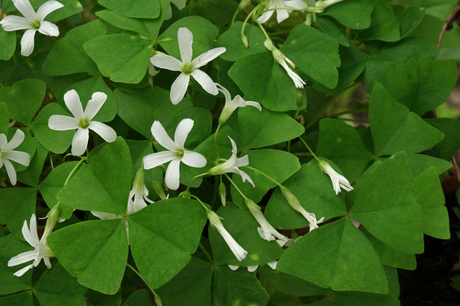 Oxalis regnellii bulbs tubers GREEN SHAMROCK Wood Sorrel Good Luck Plant Very Easy Indoor Windowsill House Plant - A Gift that will grow!!