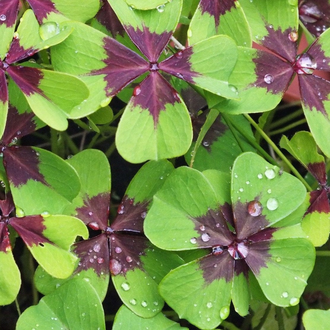 Oxalis deppei Iron Cross FOUR LEAF CLOVER Unique Shamrock flower bulbs good luck plant easy to grow indoors or outdoors~More in my Shop!!!