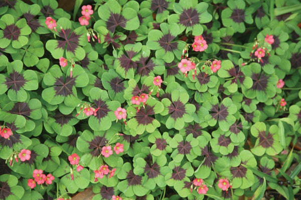 Iron Cross Shamrock Bulbs – Oxalis Purple & Green, Good Luck Plant Indoor/Outdoor