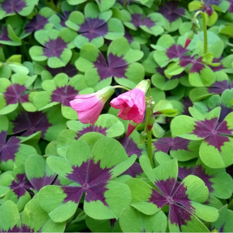 Oxalis deppei Iron Cross FOUR LEAF CLOVER Unique Shamrock flower bulbs good luck plant easy to grow indoors or outdoors~More in my Shop!!!