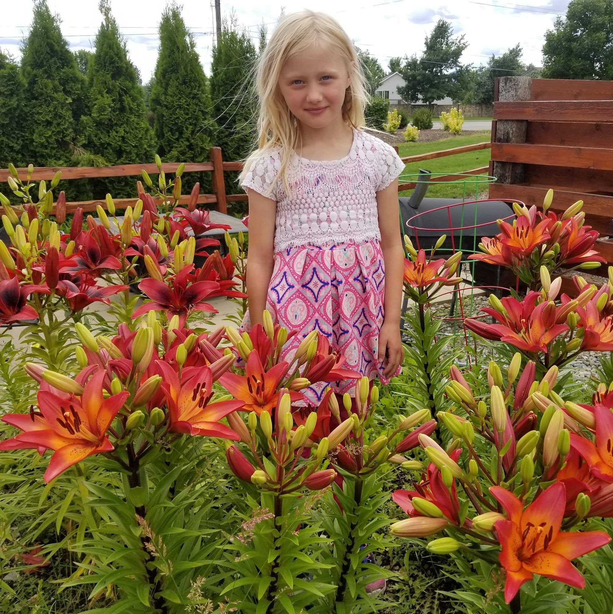 Royal Sunset Lily Flower Bulbs Purple-Pink &Peach will bloom this spring/summer. Hardy zones: 3-9; easy to grow perennial, will multiply!!