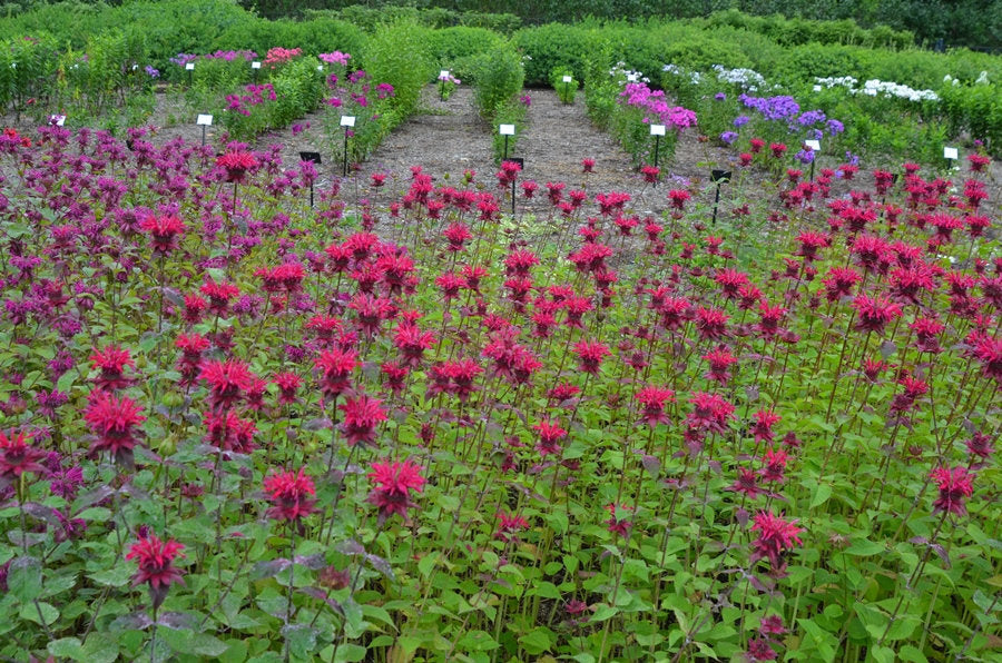 Monarda didyma MAHOGANY Live Bee Balm Plant Attract Butterflies Hummingbirds Deep Wine Red Flowers Summer Bloom Mint Relative Tea FRAGRANT!!
