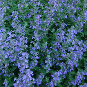 Nepeta racemosa BLUE WONDER Catmint Live Perennial Plant Attract Butterflies Hummingbirds Blue Flowers Summer to Fall Bloom Mint Relative