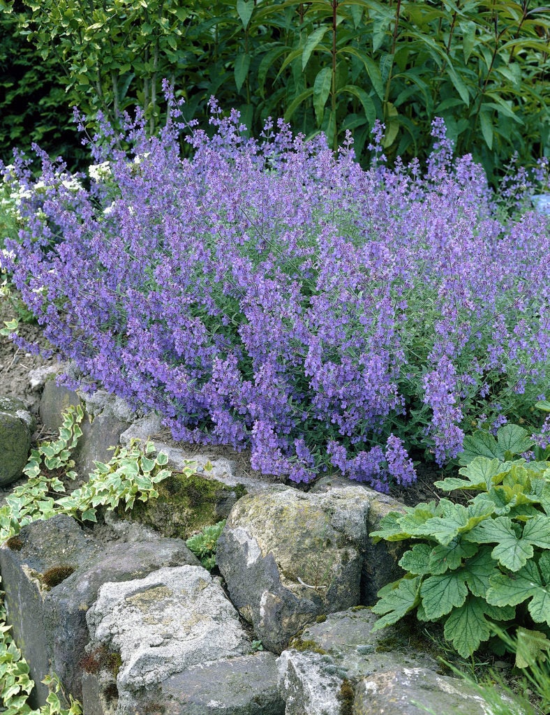 Nepeta racemosa BLUE WONDER Catmint Live Perennial Plant Attract Butterflies Hummingbirds Blue Flowers Summer to Fall Bloom Mint Relative