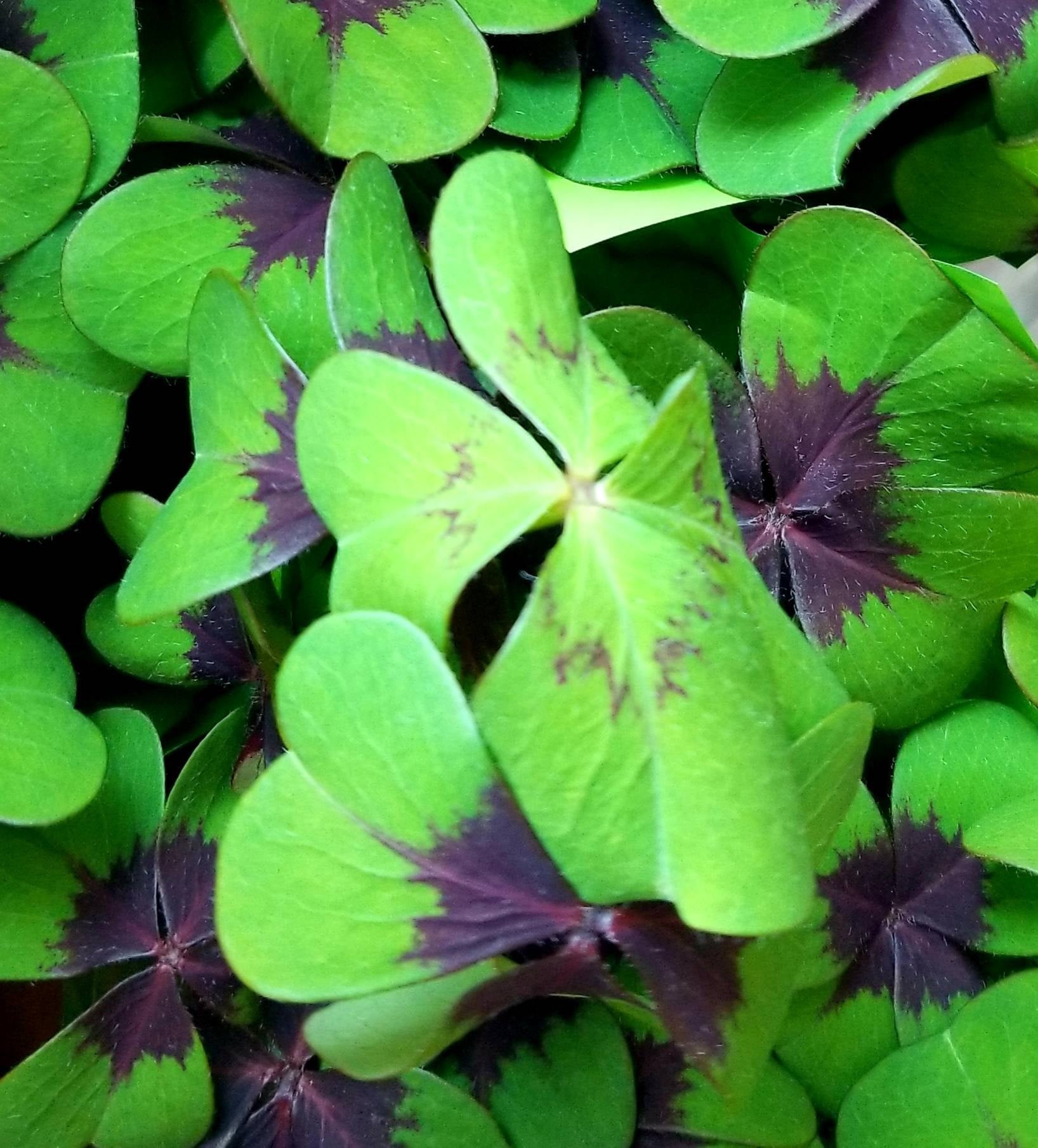 Oxalis deppei Iron Cross FOUR LEAF CLOVER Unique Shamrock flower bulbs good luck plant easy to grow indoors or outdoors~More in my Shop!!!