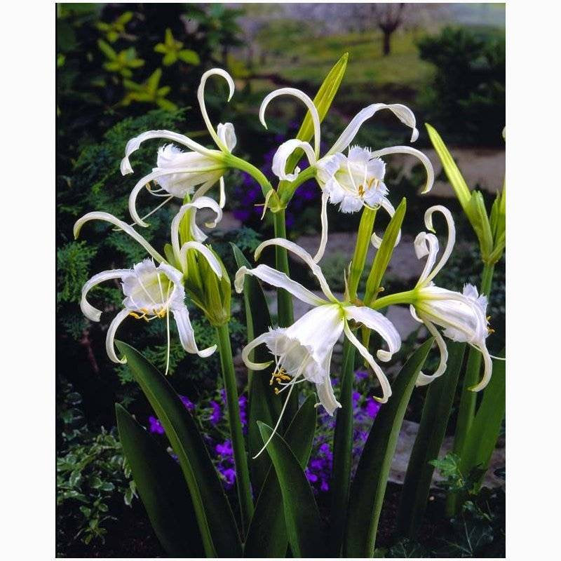 Hymenocallis Zwanenburg Ismene Spider Lily bulb fragrant flowers Peruvian Daffodil Amaryllis Family Unusual Plant Grow in Garden/Container