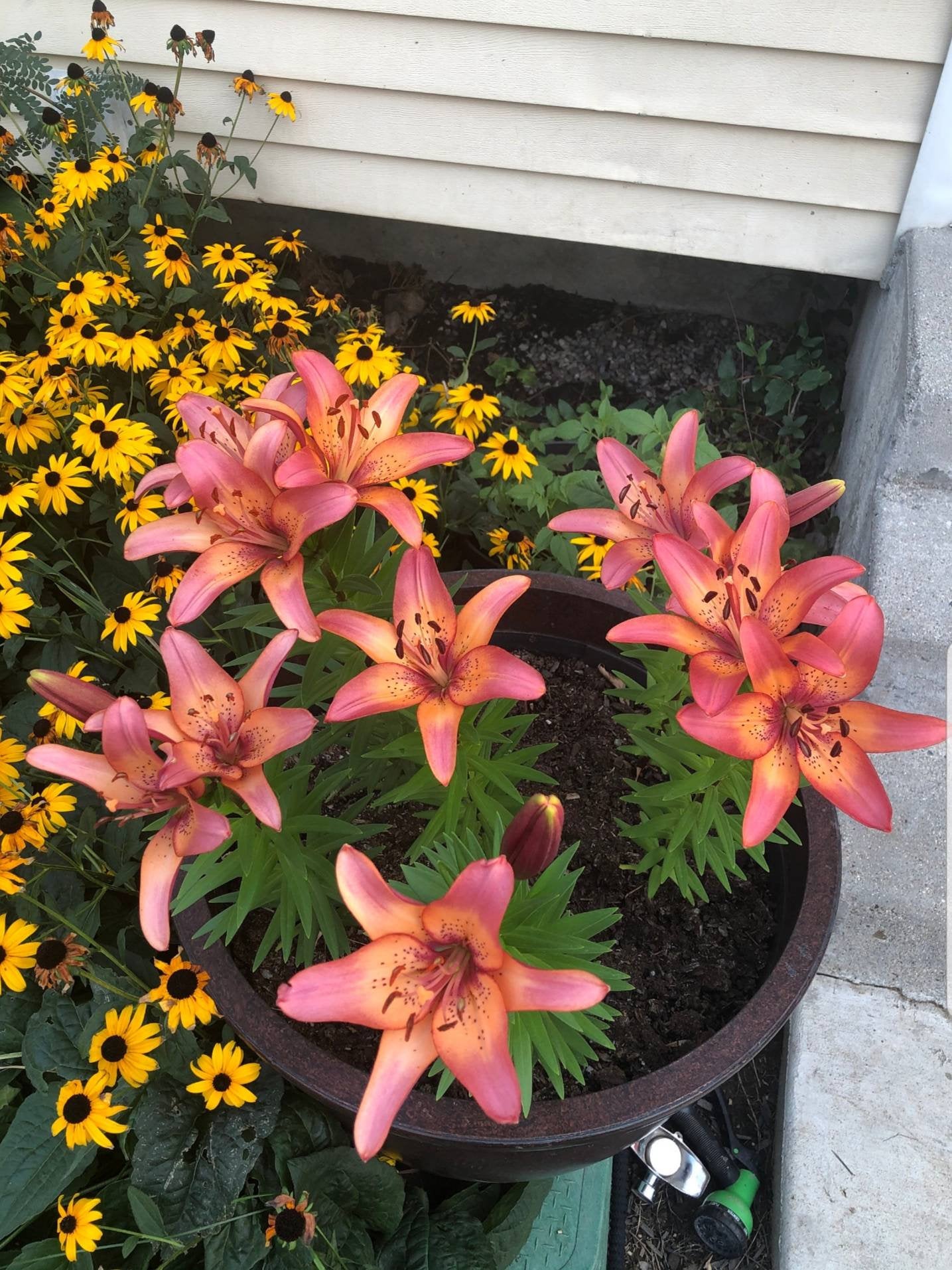 Royal Sunset Lily Flower Bulbs Purple-Pink &Peach will bloom this spring/summer. Hardy zones: 3-9; easy to grow perennial, will multiply!!