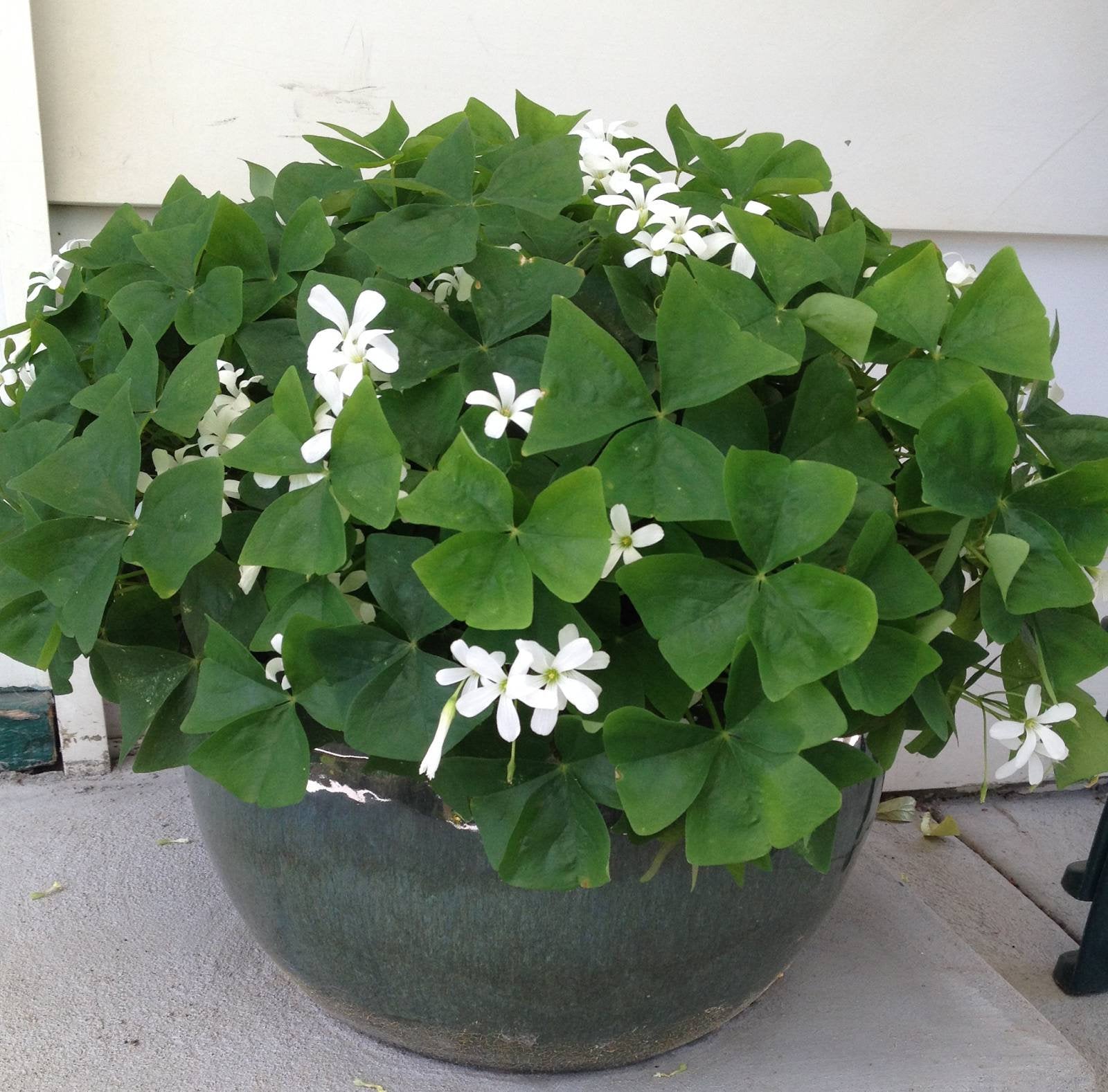 Oxalis regnellii bulbs tubers GREEN SHAMROCK Wood Sorrel Good Luck Plant Very Easy Indoor Windowsill House Plant - A Gift that will grow!!