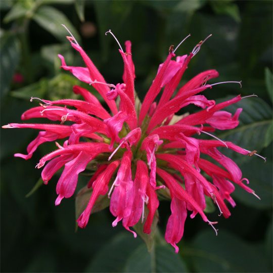 Monarda didyma CORAL REEF Live Bee Balm Plant Attract Butterflies Hummingbirds Salmon-Pink Flowers Summer Bloom Mint Relative Tea FRAGRANT!! (Copy)