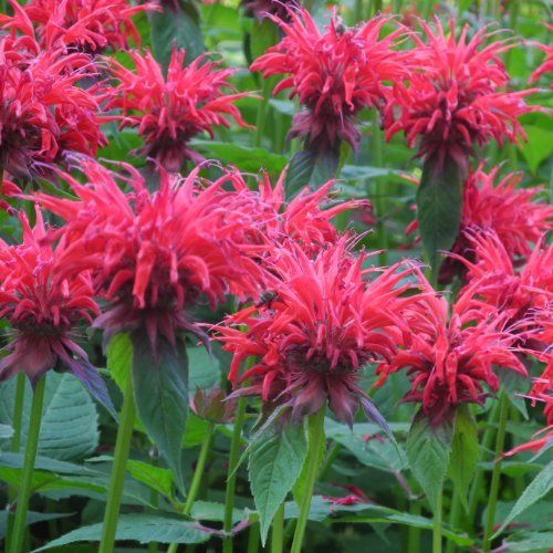 Monarda didyma MAHOGANY Live Bee Balm Plant Attract Butterflies Hummingbirds Deep Wine Red Flowers Summer Bloom Mint Relative Tea FRAGRANT!!