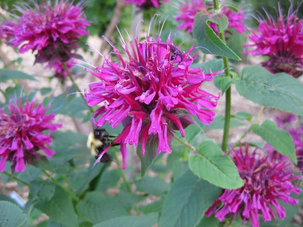 Monarda didyma GRAND MARSHALL Live Bee Balm Plant Attract Butterflies Hummingbirds Fushsia-purple Flowers Summer Bloom Mint Relative Tea FRAGRANT!! (Copy)