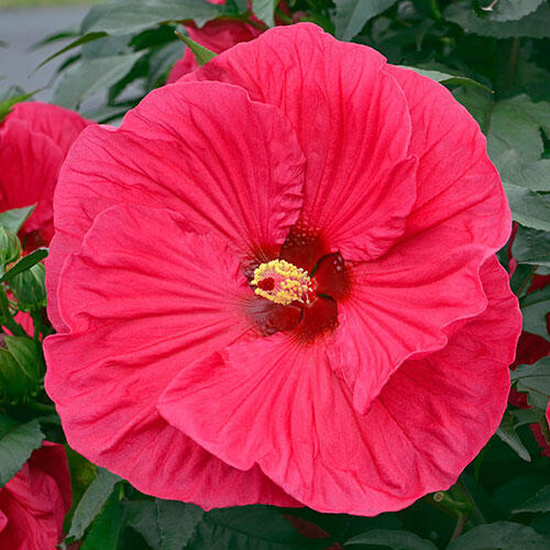 HIBISCUS 'SUMMER IN PARADISE' ROSE MALLOW PLANT 7-8" PINK FLOWERS HARDY ZONE 4-9