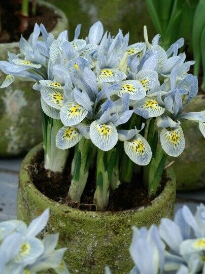 MINIATURE HODGKIN IRIS FLOWER BULBS PLANT NOW FOR LATE WINTER/EARLY SPRING BLMS!