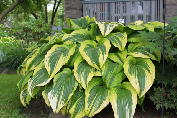 HOSTA~GOLDEN CROWN~PERENNIAL SHADE PLANT GOLD EDGED PLANTAIN LILY HUMMINGBIRDS!!