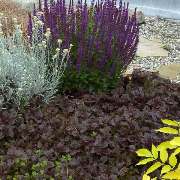 AJUGA~BLACK SCALLOP~LIVE PLANT~ATTRACTIVE GROUND COVER~BLUE FLOWERS LATE-SPRING!