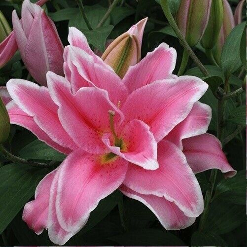 CELINA ROSE LILY FLOWER BULBS HARDY 2 FEET TALL FRAGRANT BLOOMS DOUBLE ORIENTAL!