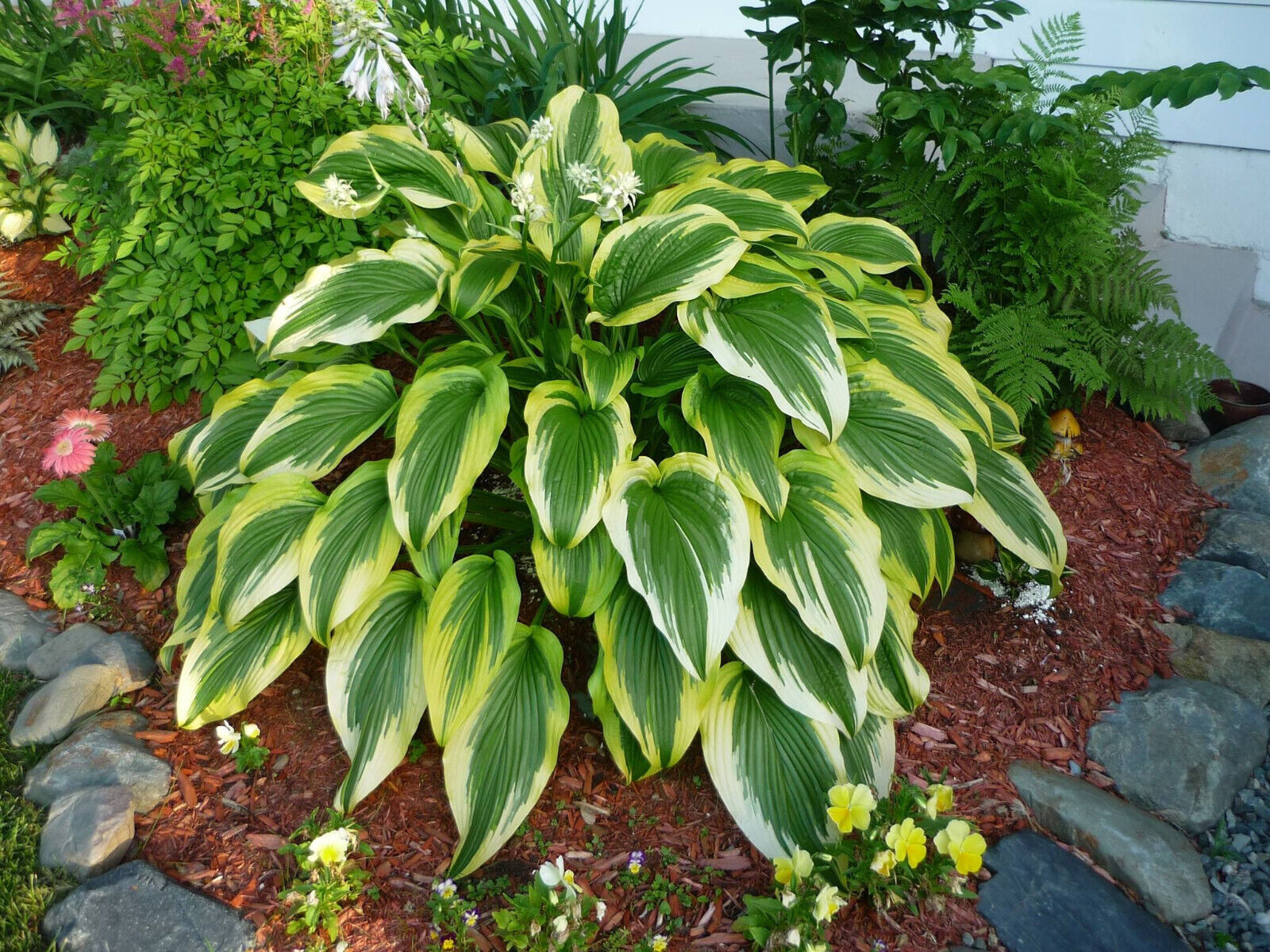 HOSTA~GOLDEN CROWN~PERENNIAL SHADE PLANT GOLD EDGED PLANTAIN LILY HUMMINGBIRDS!!