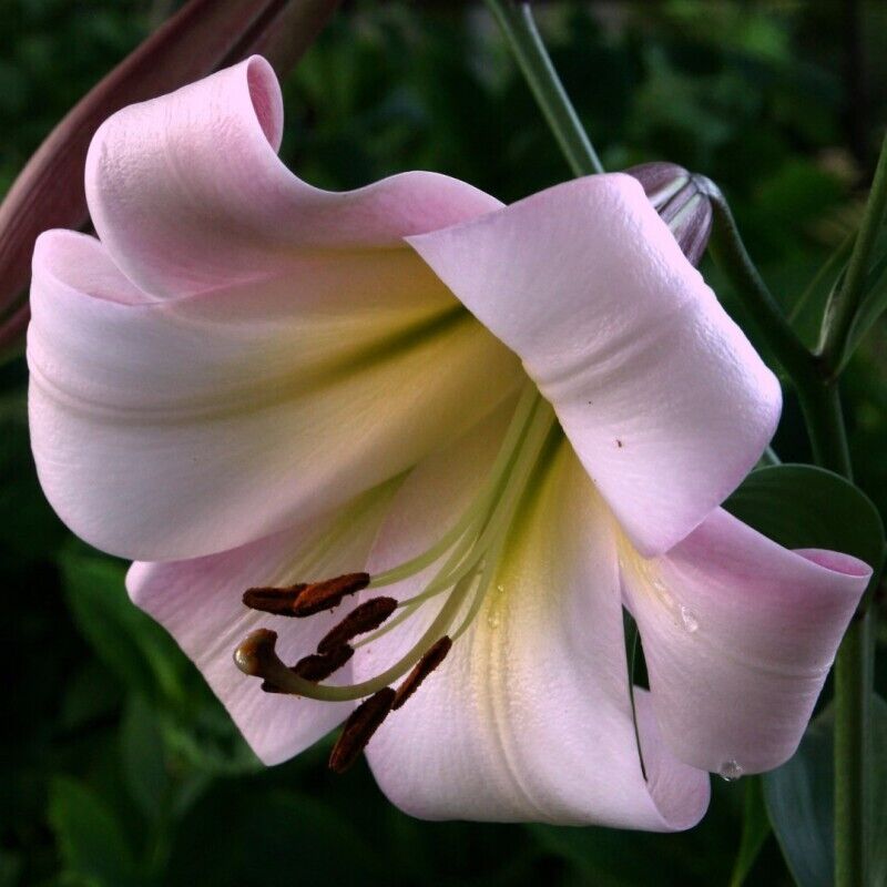 EASTERN MOON TRUMPET LILY FLOWER BULBS HARDY 4-5 FEET TALL GIANT FRAGRANT BLOOMS