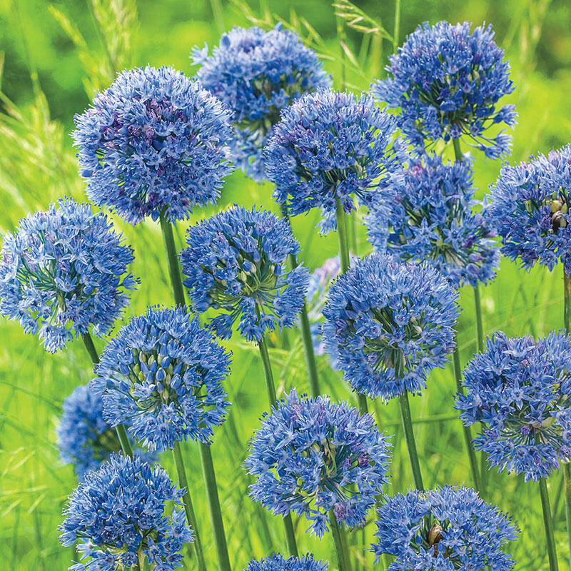 Wild Blue Alliums Flower Bulbs, Plant Now for Spring Blooms Attract Butterflies!