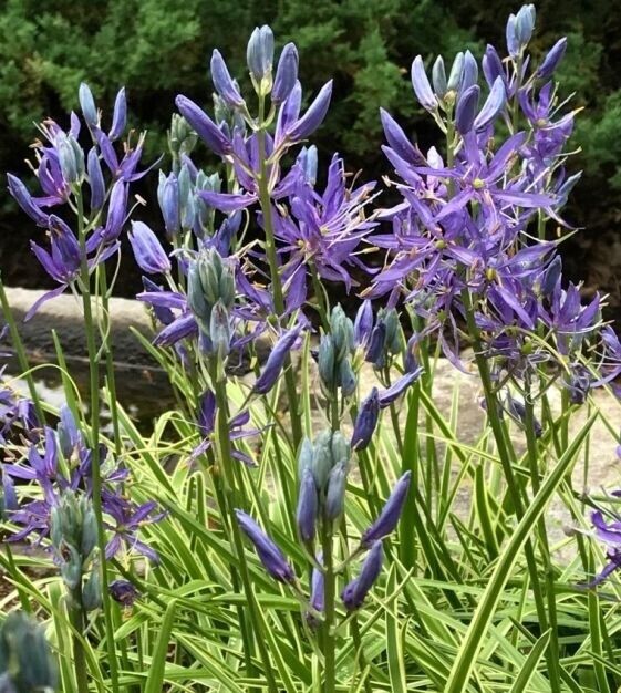 CAMASSIA 'QUAMASH' INDIAN HYACINTH FLOWER BULBS PLANT NOW FOR SPRING FLOWERS!!!