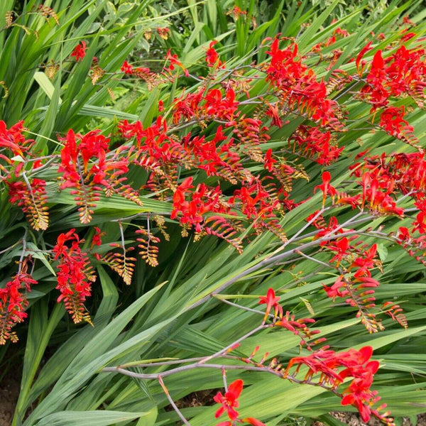 PICK YOUR DRAGON FLOWER - Choose From (7) Different Types of Crocosmia Bulbs!!!