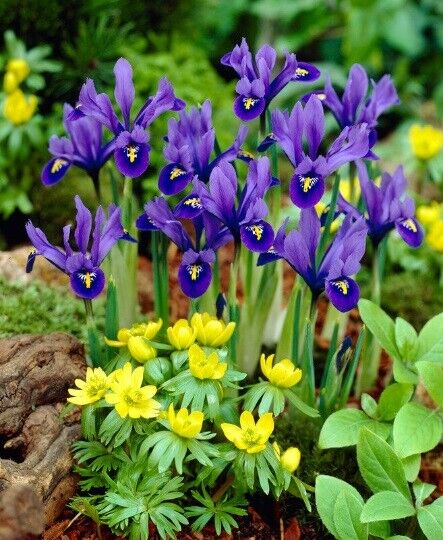 WILD BLUE IRIS~HARMONY~FLOWER BULBS HARDY PERENNIAL EARLIEST OF SPRING BLOOMS!!!