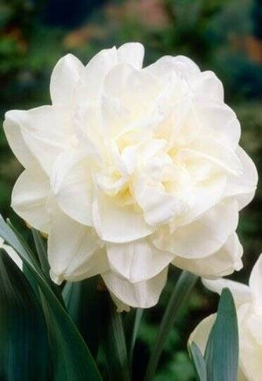 NARCISSUS 'OBDAM' DAFFODIL FLOWER BULBS FRAGRANT WHITE DOUBLE-PEONY SPRING BLOOM