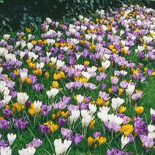 EARLY SPRING MIX~GIANT GROCUS~FLOWER BULBS FOR SUNNY GARDEN PERENNIAL FLOWERS!!!