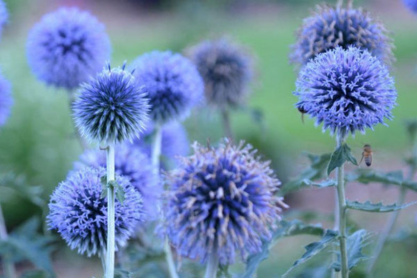 ECHINOPS~BLUE GLOW~GLOBE THISTLE PLANT HARDY PERENNIAL FLOWERS LONG SUMMER BLOOM