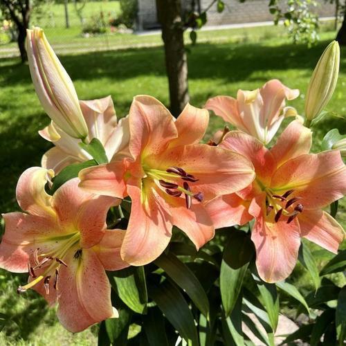 ZELMIRA TREE LILY FLOWER BULBS HARDY 4-8 FT. TALL GIANT FRAGRANT BLOOMS 16/18cm!