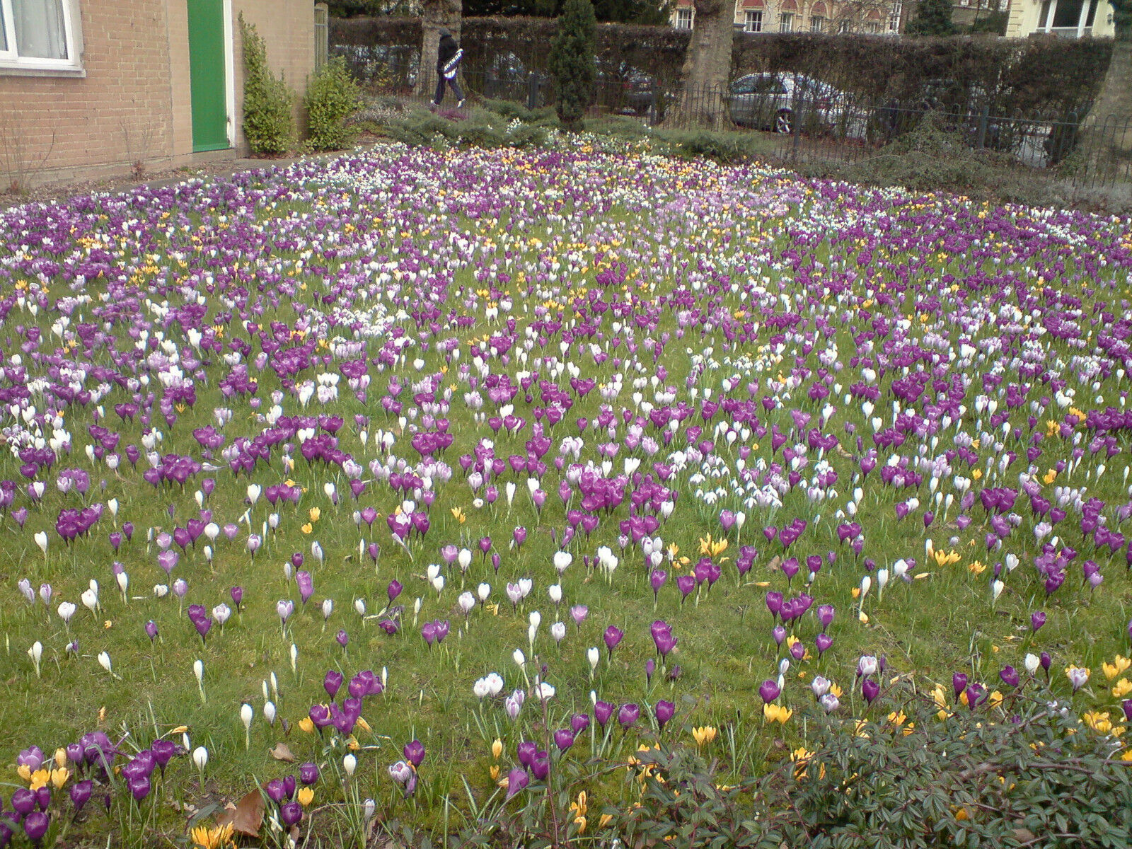 SNOW CROCUS FLOWER BULBS~RAINBOW MIX~YARD AND GARDEN PERENNIAL SPRING FLOWERS!!!