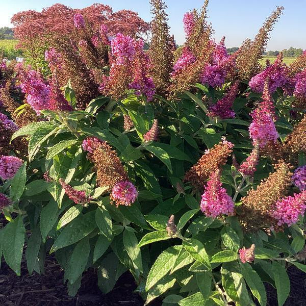 BUDDLEIA 'CHRYSALIS PINK' 2FT. TALL COMPACT BUTTERFLY BUSH HARDY PERENNIAL PLANT