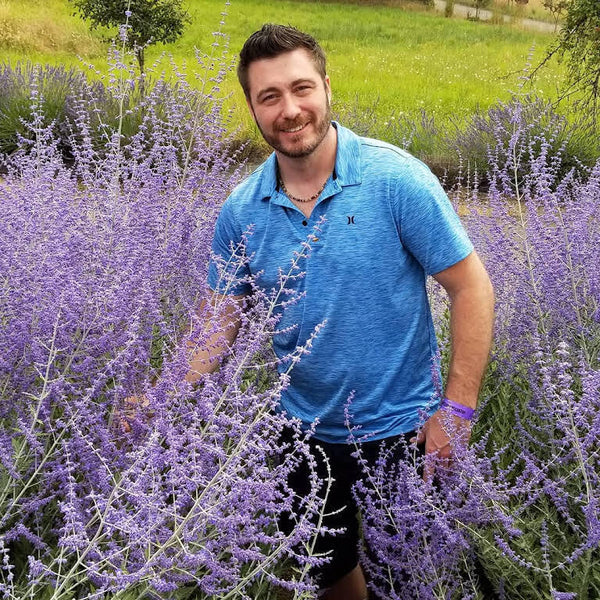 PEROVSKIA ATRIPLICIFOLIA~RUSSIAN SAGE~LIVE PLANTS~TALL LAVENDER BLUE FLOWERS!!!