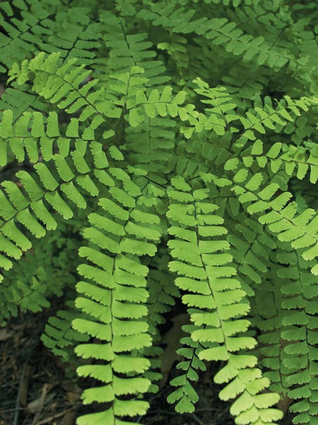 PICK YOUR FERN - 8 Different Varieties to Choose From SHADE #1 Bare Roots Plants