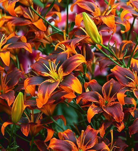 FOREVER SUSAN LILY FLOWER BULBS HARDY 3-4 FT TALL PERENNIAL PLANT ORANGE & BLACK
