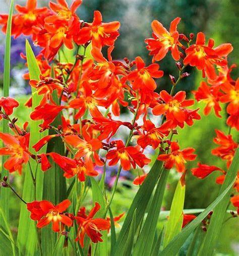 CROCOSMIA~RED KING~FLOWER BULBS~HARDY PERENNIAL~ATTRACT HUMMINGBIRDS~WOW