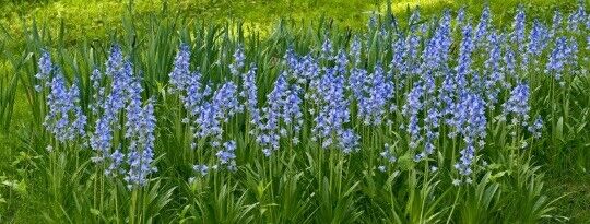 SPANISH BLUEBELL FLOWER BULBS HARDY PERENNIAL SPRING BLOOMS SUN TO PART SHADE!!!