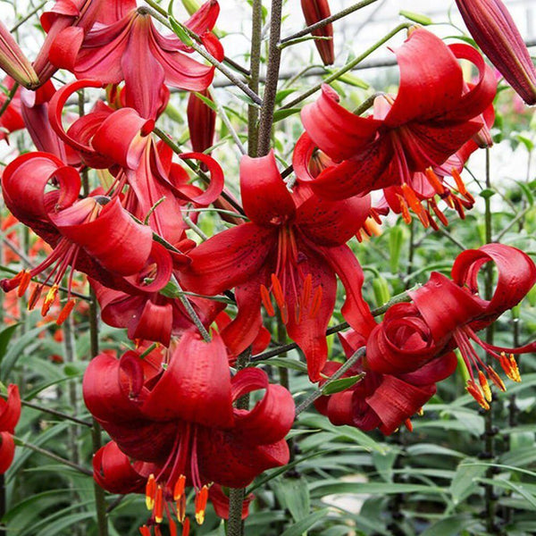 RED VELVET HUMMINGBIRD LILY FLOWER BULBS 4-5 FT TALL PERENNIAL LIVE PLANT FEEDER
