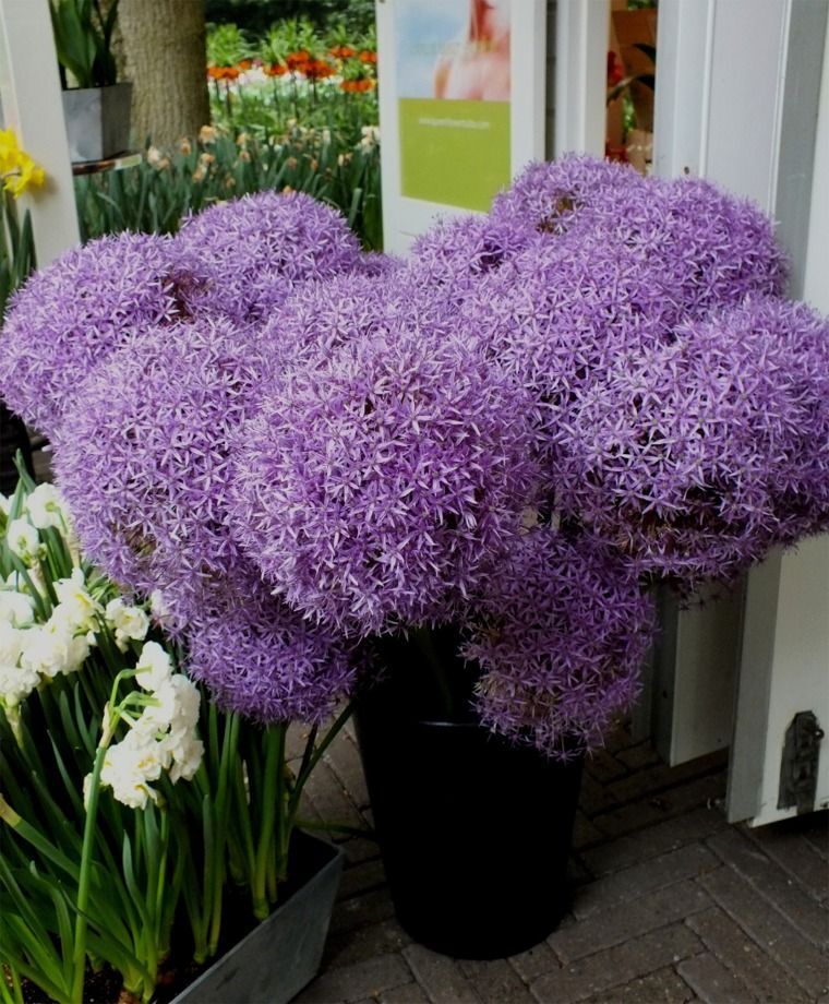 ALLIUM~GLOBEMASTER~FLOWER BULBS HARDY PERENNIAL GIANT PURPLE FLOWERS 3-4FT TALL!