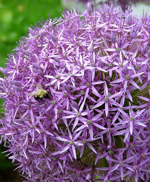ALLIUM~GLOBEMASTER~FLOWER BULBS HARDY PERENNIAL GIANT PURPLE FLOWERS 3-4FT TALL!