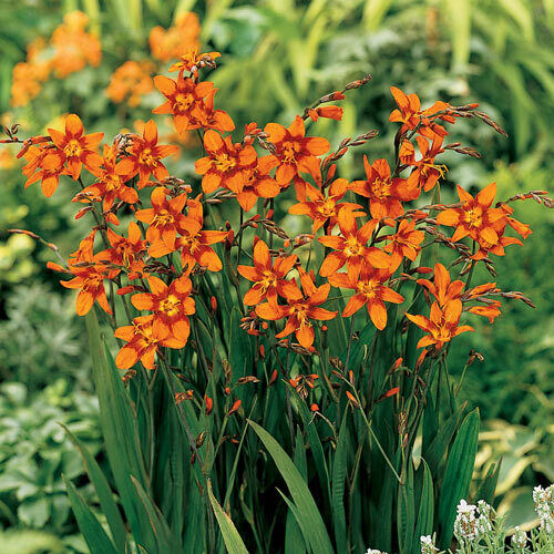 PICK YOUR DRAGON FLOWER - Choose From (7) Different Types of Crocosmia Bulbs!!!
