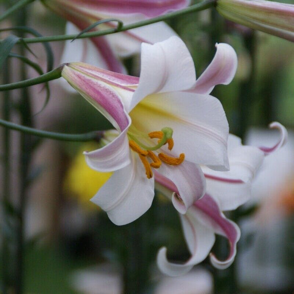 REGAL TRUMPET LILY FLOWER BULBS HARDY 4-6 FT. TALL GIANT FRAGRANT BLOOMS SUMMER