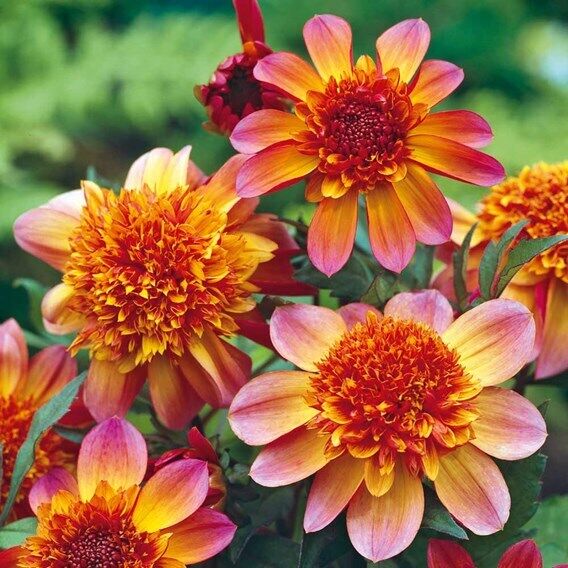 POWDER PUFF DAHLIA~'Floorinoor'~Hot Pink and Orange Summer Blooms~Anemone type!!