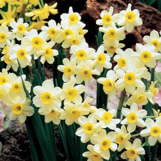 NARCISSUS 'MINNOW' DAFFODIL FLOWER BULBS FRAGRANT MINIATURE UNIQUE SPRING BLOOMS
