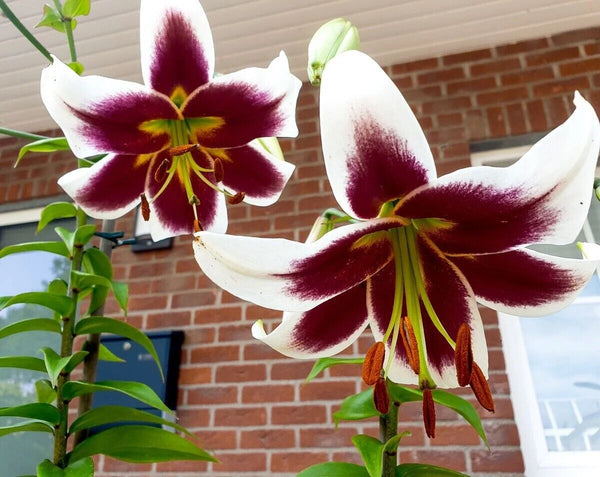 BEVERLY DREAMS TREE LILY FLOWER BULBS HARDY 4-8 FT. TALL GIANT FRAGRANT BLOOMS!!