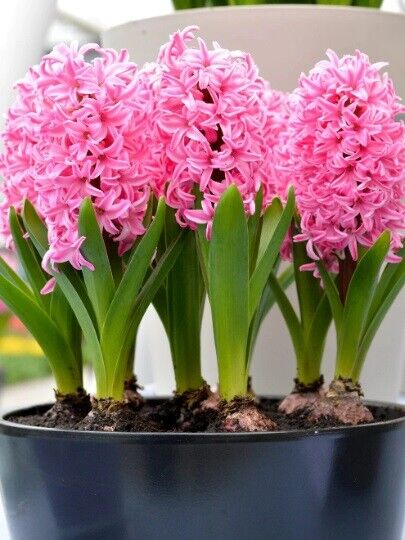 HYACINTH~PINK PEARL~JUMBO SIZE FLOWER BULBS POWERFULLY FRAGRANT SPRING GARDEN!!!