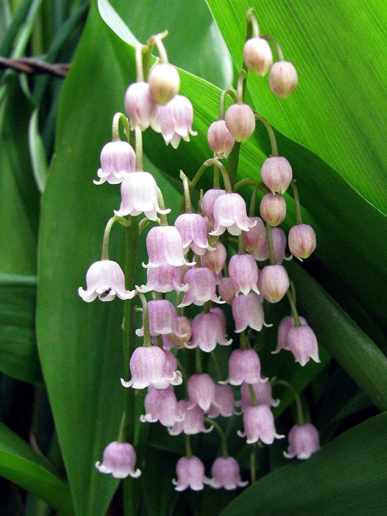 Fragrant Basket of Lily of the Valley and Stock