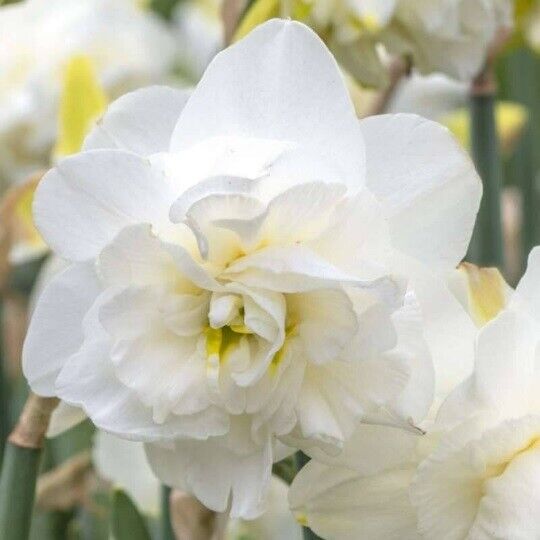 NARCISSUS 'OBDAM' DAFFODIL FLOWER BULBS FRAGRANT WHITE DOUBLE-PEONY SPRING BLOOM