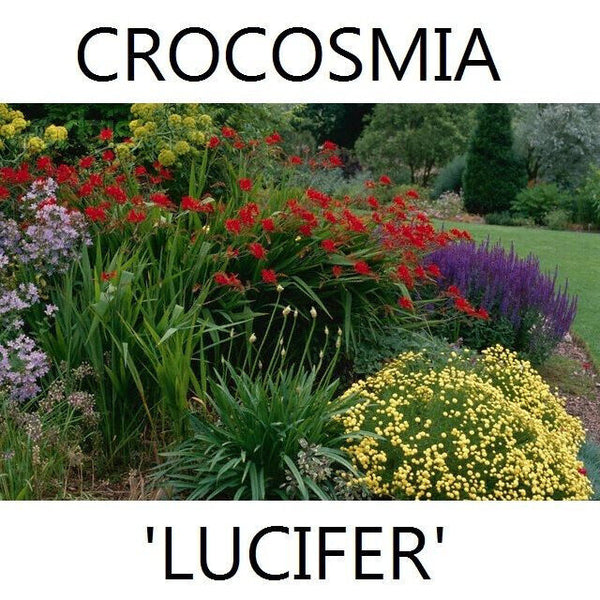 CROCOSMIA~LUCIFER~FLOWER BULBS~HARDY PERENNIAL~ATTRACT HUMMINGBIRDS~SUMMER BLOOM